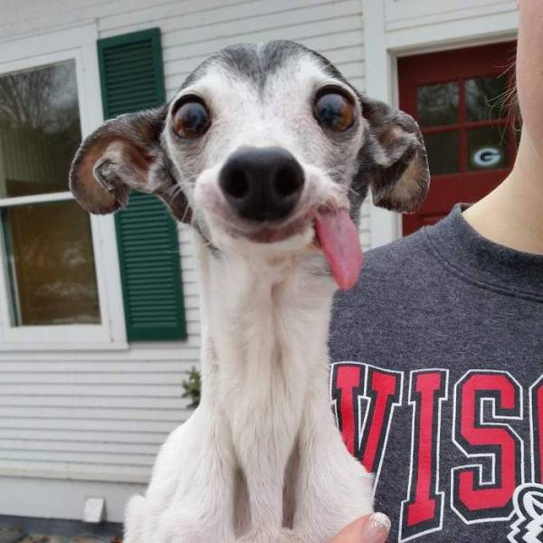 italian greyhound tongue - G