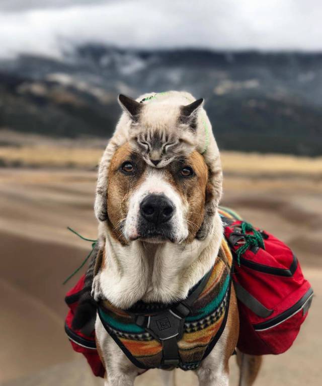 dog with cat hat