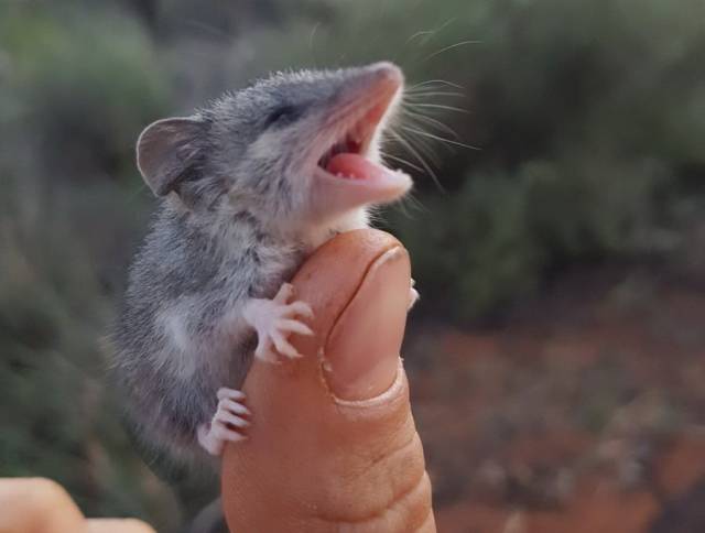 mouse on a finger
