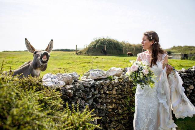 bride with donkey