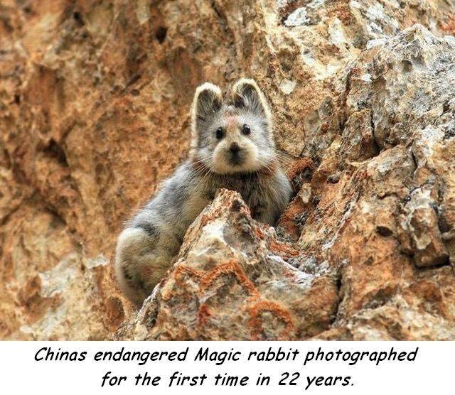 ili pika - Chinas endangered Magic rabbit photographed for the first time in 22 years.