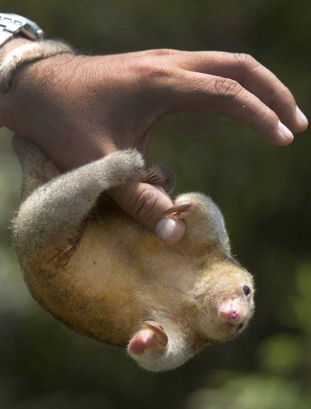 pygmy anteater