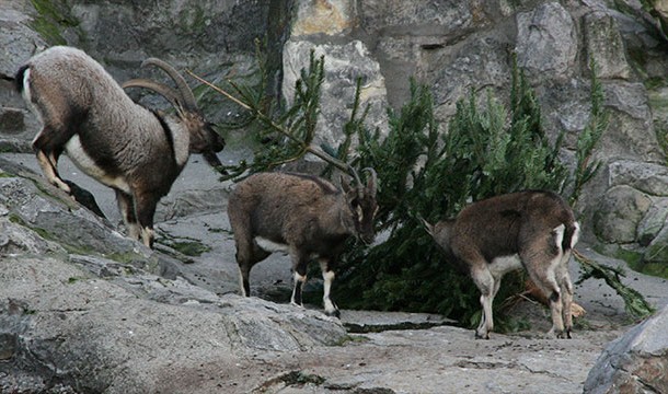 Some zoos accept donated Christmas trees as food for their animals