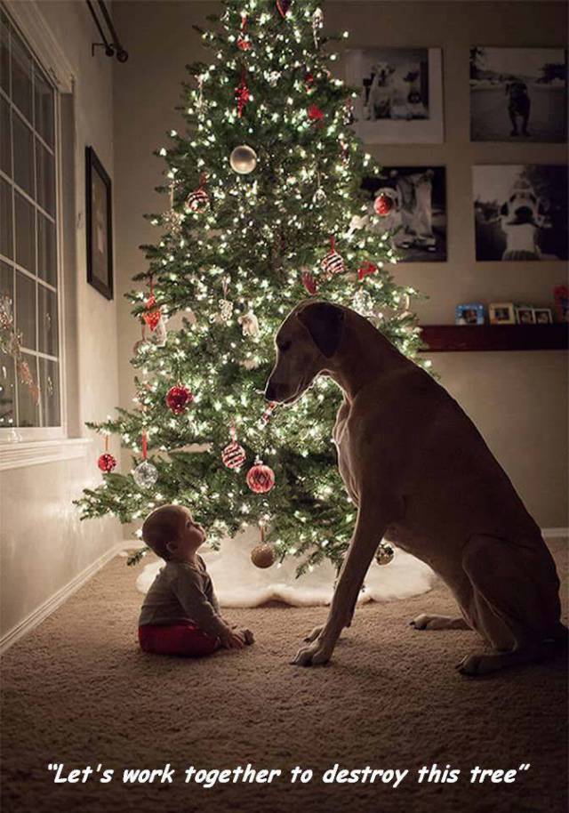 random dog baby christmas tree - "Let's work together to destroy this tree"
