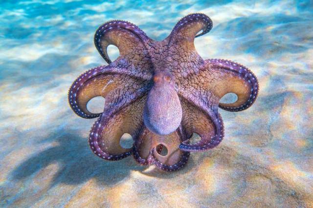 cool pic hawaiian day octopus