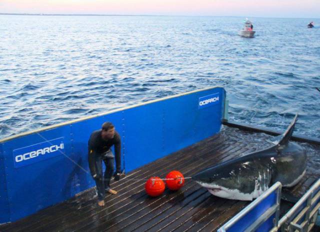 cool pic mary lee great white shark - Opardu Ocearche