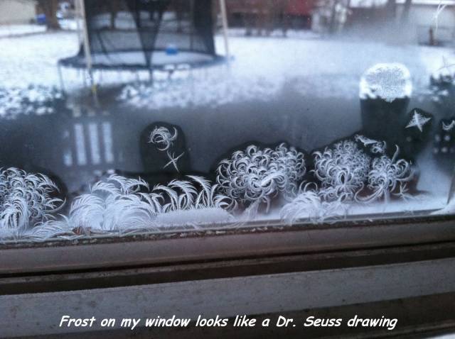 cool pic Frost on my window looks a Dr. Seuss drawing