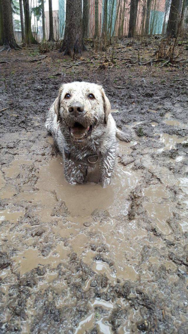 cool pic dog in a puddle