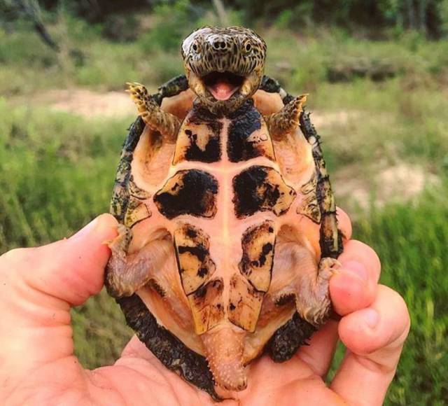 random pic tortoise