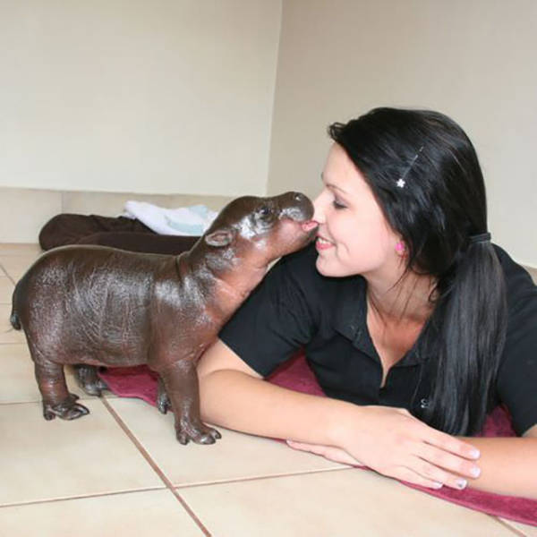 random pic baby hippo size