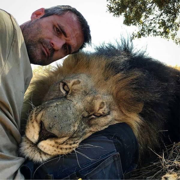 kevin richardson selfie lion