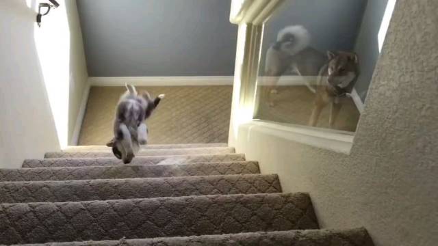 husky vs stairs