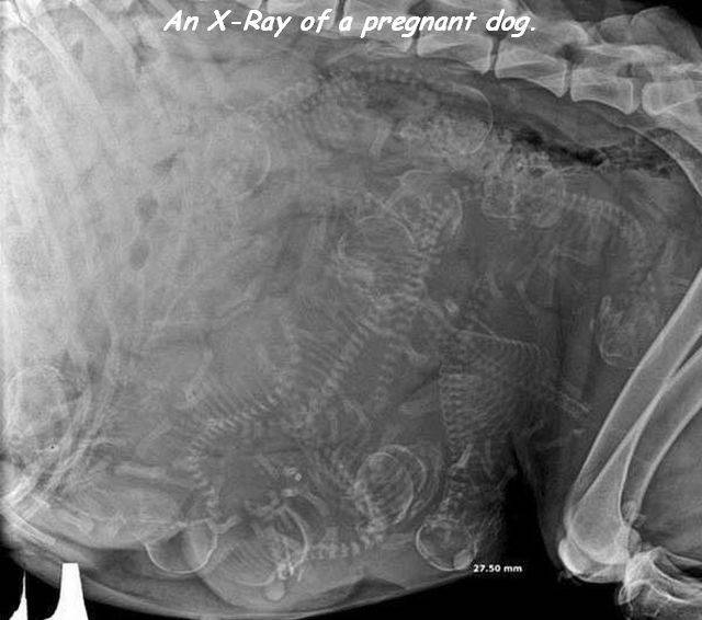 pregnant dog x ray - An XRay of a pregnant dog. 27.50 mm