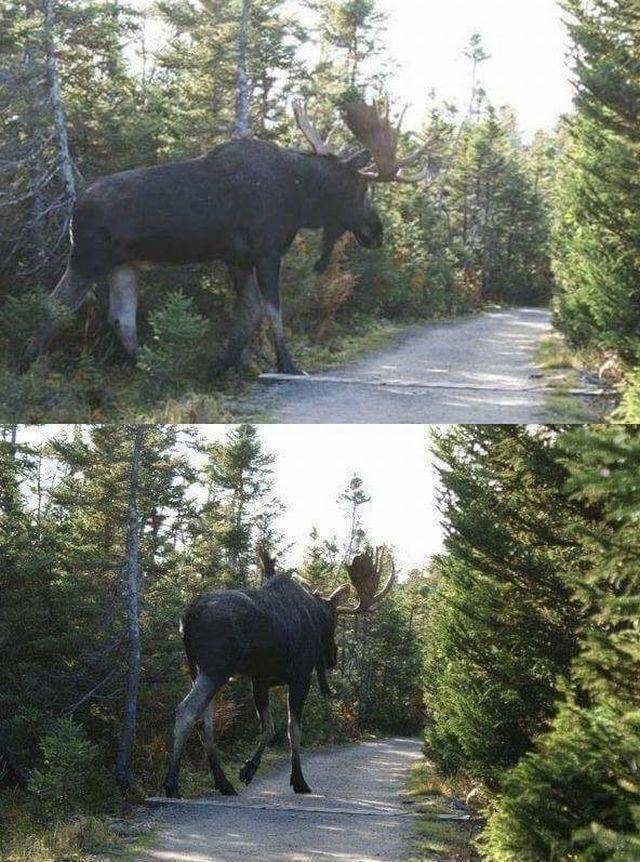canada giant moose