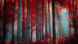 autumn red forest