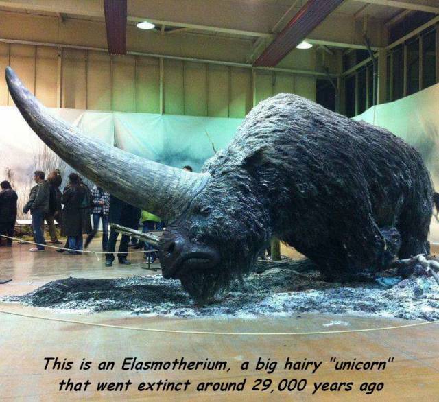 fascinating photo hairy unicorn - This is an Elasmotherium, a big hairy "unicorn" that went extinct around 29,000 years ago