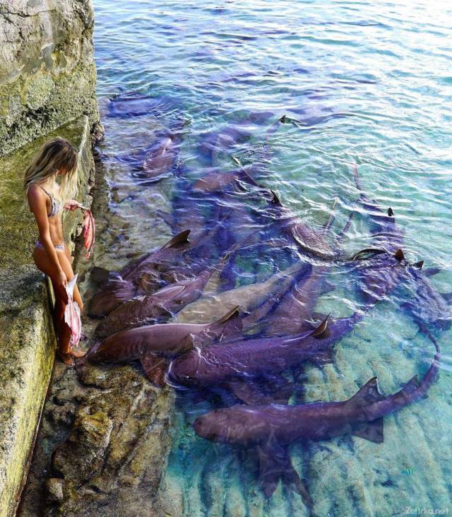 fascinating photo sarah kohan shark - Defita.net