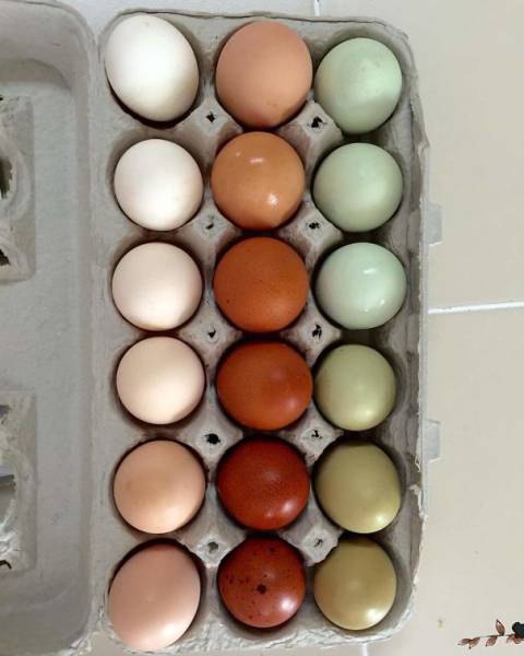 satisfying eggs