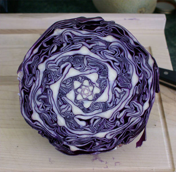 purple cabbage cut in half
