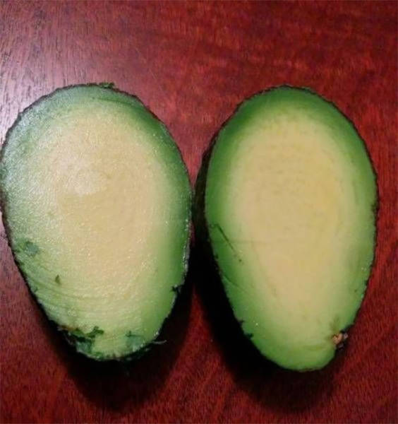 pitless avocado