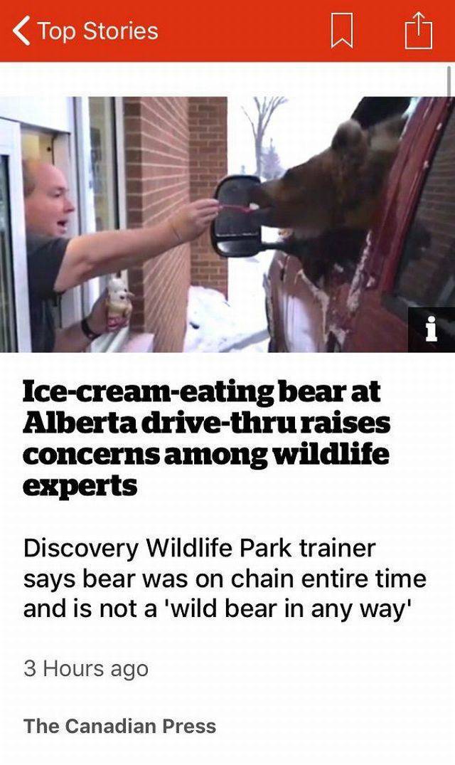 arm - Top Stories Icecreameating bear at Alberta drivethru raises concerns among wildlife experts Discovery Wildlife Park trainer says bear was on chain entire time and is not a 'wild bear in any way' 3 Hours ago The Canadian Press