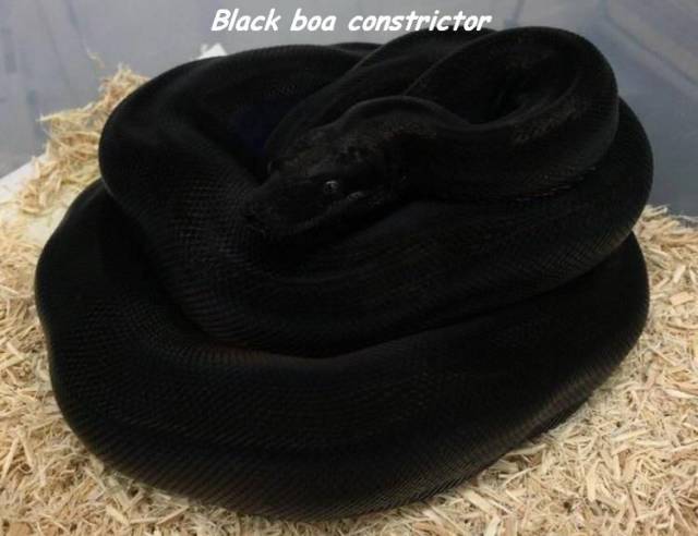 snake black python