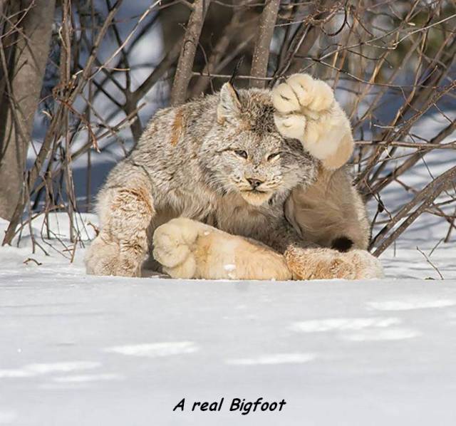 snowshoe hare canada lynx - A real Bigfoot