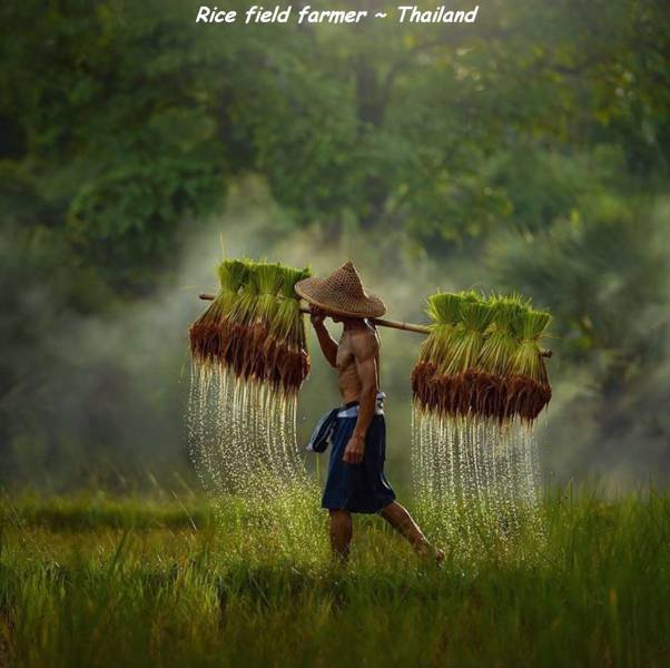 rice farmer - Rice field farmer Thailand