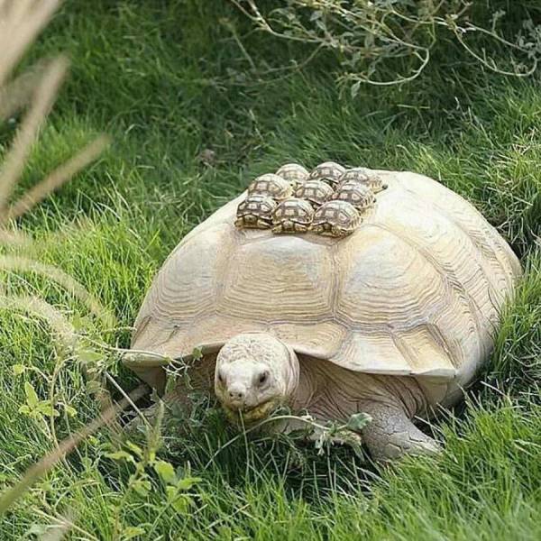 tortoise and babies - Join