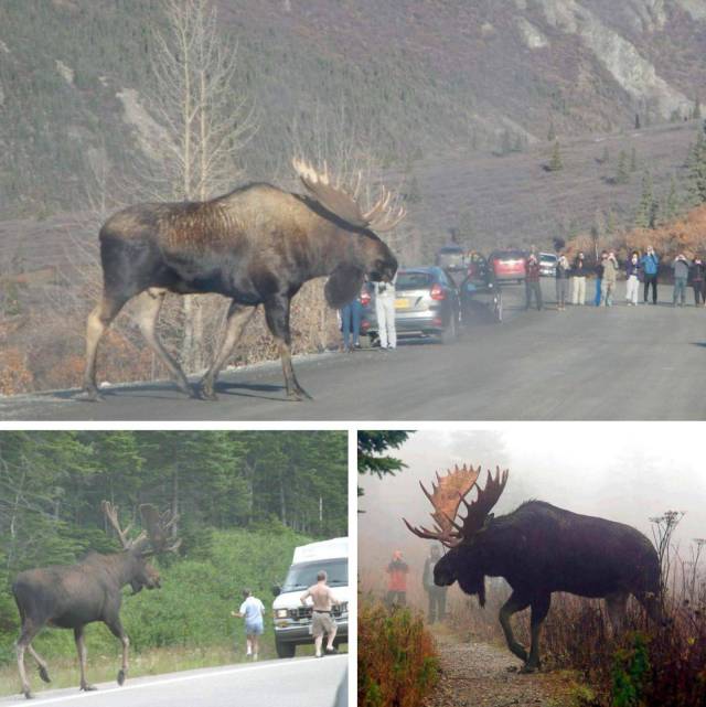 big can a moose get