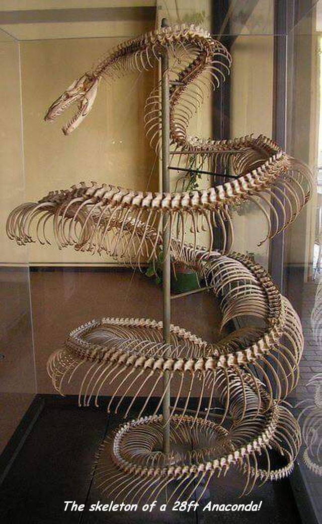 28 ft anaconda skeleton - The skeleton of a 28ft Anaconda!