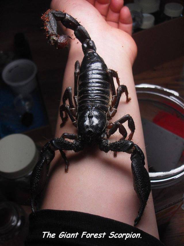 giant insects - The Giant Forest Scorpion.