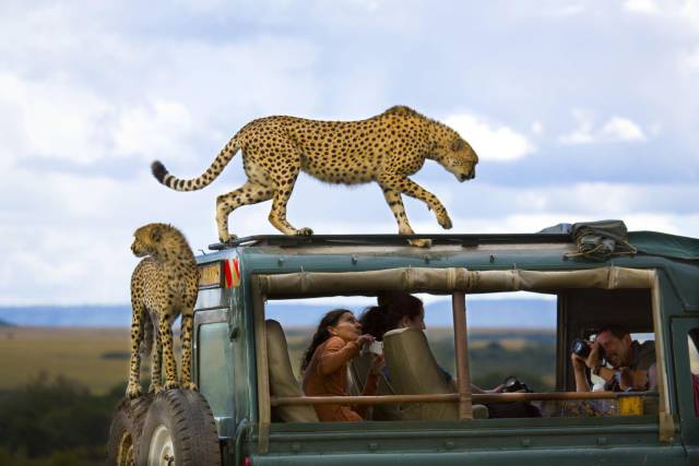 masai mara safari