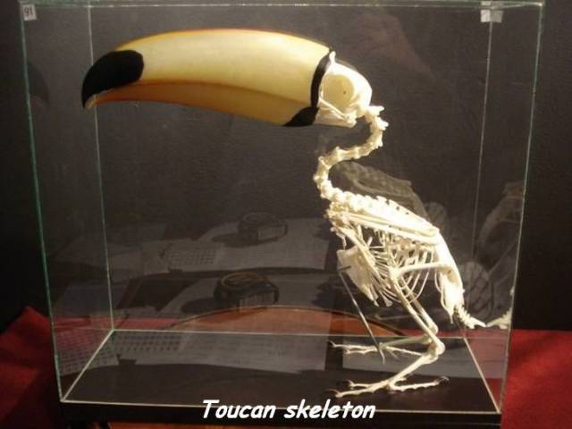 Toucan skeleton