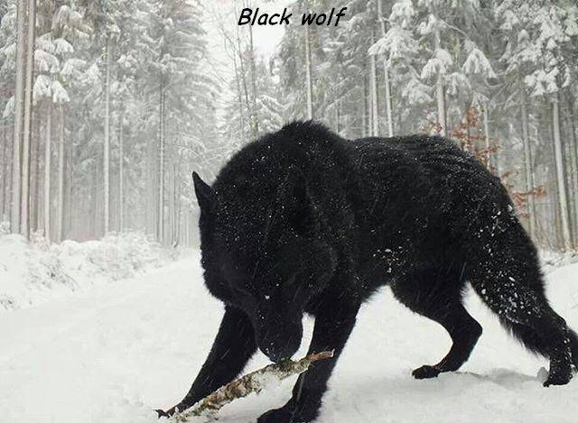 big black wolf - Black wolf