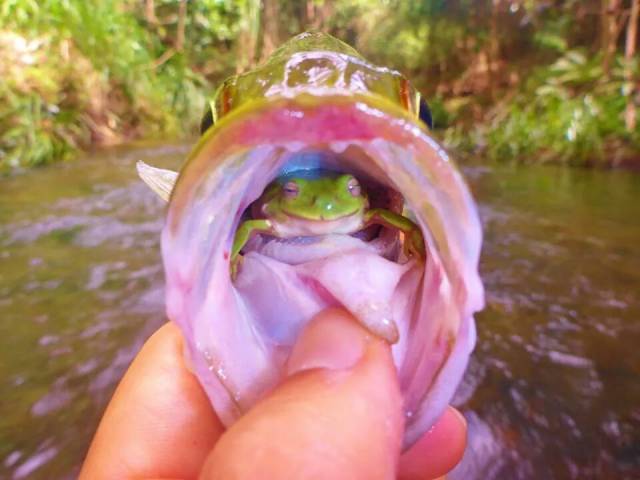 frog in fish mouth