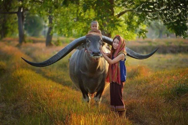 thailand buffalo