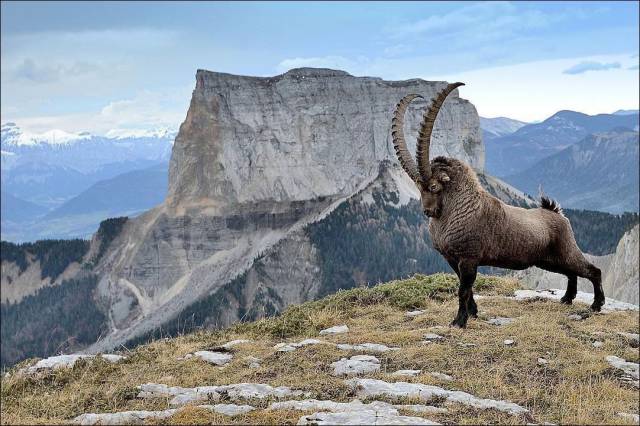 stunning ibex