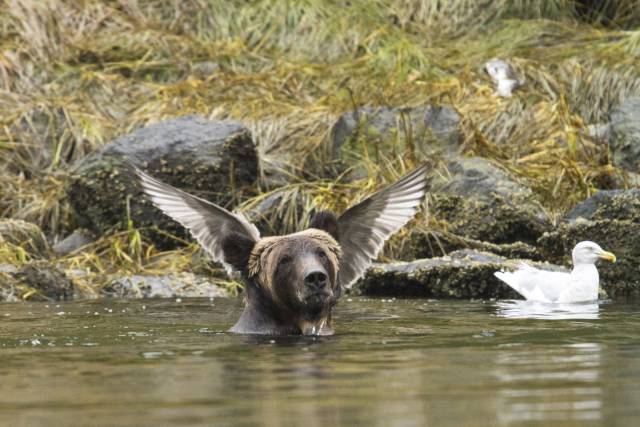 comedy wildlife photography awards 2016