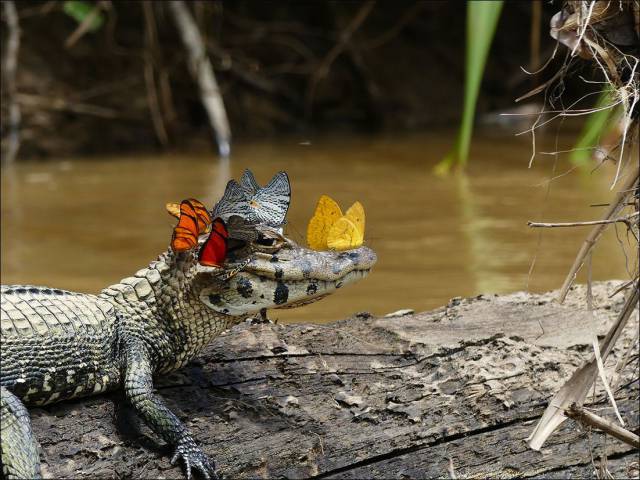 caiman butterflies