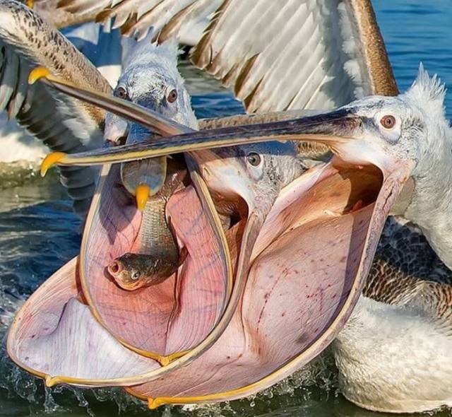 random pelicans fighting