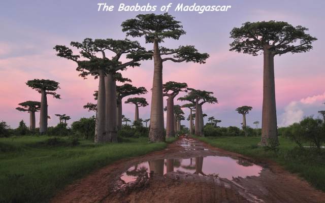 avenue of the baobabs - The Baobabs of Madagascar