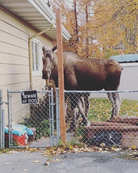 27 Odd Things That Seem To Happen Only In Canada