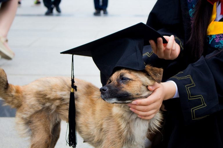 List Of Animals With Fraudulent Diplomas-If you think an animal receiving a diploma was surprising enough, wait until you read about the actual circumstances in which they received their credentials. Take Colby Nolan, for example, a house cat who was awarded a MBA by Trinity Southern University, which then led to an expensive and turbulent fraud lawsuit.