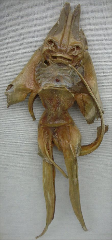 Jenny Haniver-If you’re looking for an excuse not to sleep tonight, just read up on these nightmare-inducing ray and skate carcasses that were once dried and modified to look like this monstrosity.