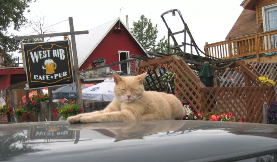 Stubbs-Most mayors don’t demand belly rubs, take long unexpected naps, or will only drink water from a wine glass that has a hint of catnip in it. But then most mayors aren’t cats, and although the position was only honorary, Stubbs held the title in Talkeetna, Alaska until his death in 2017.