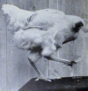 Mike The Headless Chicken-This is equal parts bizarre and unusual, which is basically what the majority of Wikipedia is. But anyway, Mike was a miraculous chicken who survived for 18 months after having his head chopped off. At one point, he was even valued at $10,000 and was featured in Times magazine.