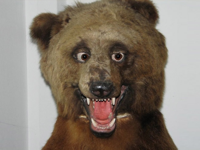 Deeply Upsetting (But Hilarious) Taxidermy Fails