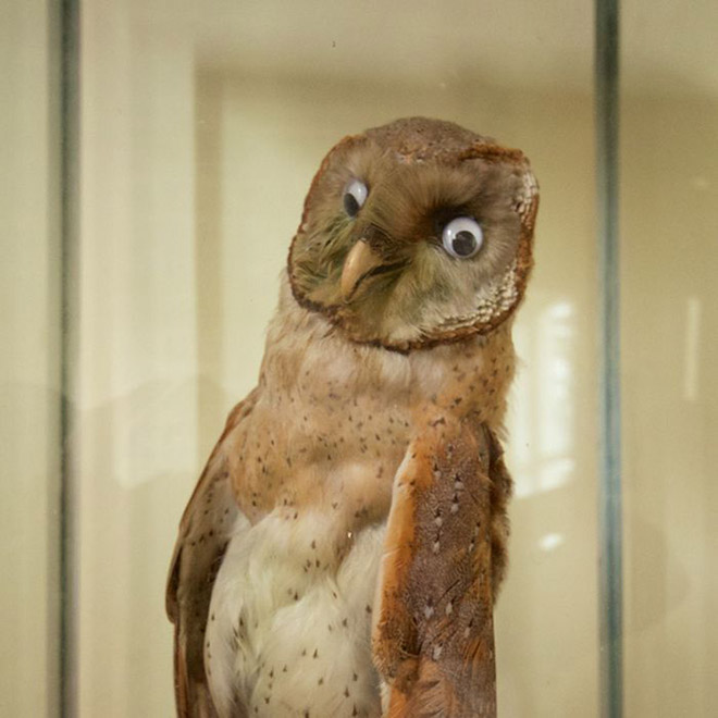 Deeply Upsetting (But Hilarious) Taxidermy Fails