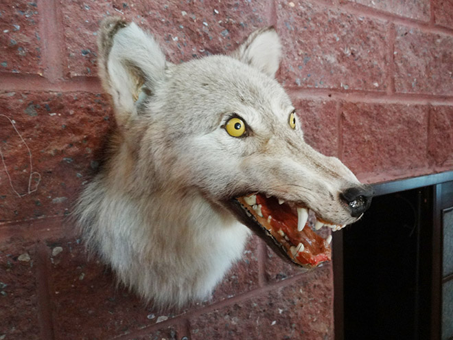 Deeply Upsetting (But Hilarious) Taxidermy Fails